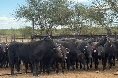 Approx. 76 Pure Bred Wagyu Steers
