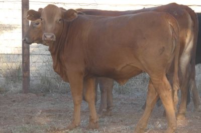 120 VGQ No.5 PTE Flat back & Brahman Heifers
