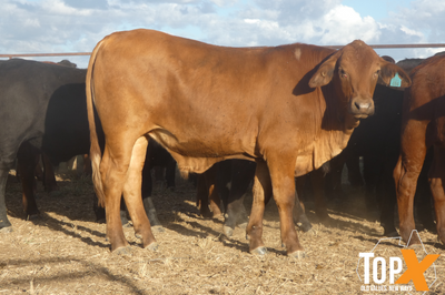90 Vendor Bred Santa Cross Backgrounder Steers