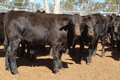 180 Angus x Santa Steers