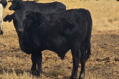 180 Angus x Santa Steers