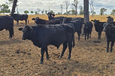 180 Angus x Santa Steers