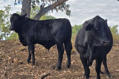 180 Angus x Santa Steers