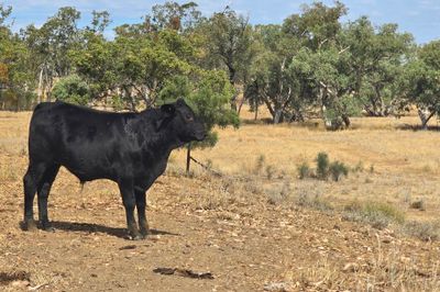 180 Angus x Santa Steers