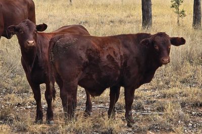 180 Angus x Santa Steers