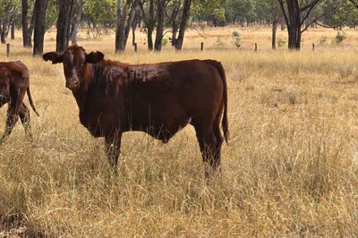 180 Angus x Santa Steers