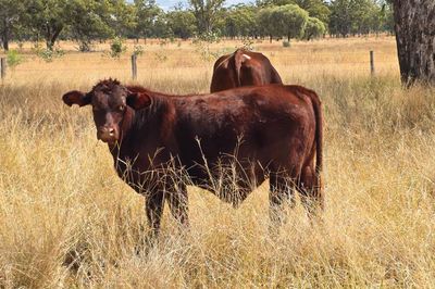 180 Angus x Santa Steers