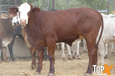 116 Vendor Bred Braford Cross Heifers