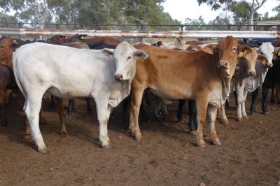 Approx. 136 (4decks) Flat back Heifers