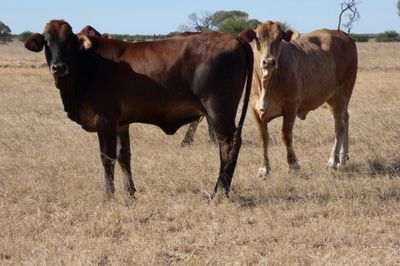 Approx. 240 No.4 Cross bred heifers