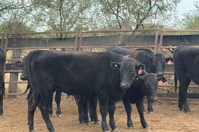 Approx. 76 Pure Bred Wagyu Steers