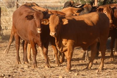 120 VGQ No.5 PTE Flat back & Brahman Heifers