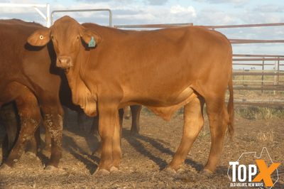 90 Vendor Bred Santa Cross Backgrounder Steers
