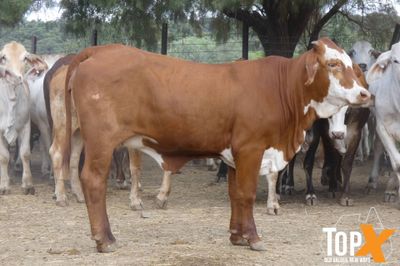 116 Vendor Bred Braford Cross Heifers