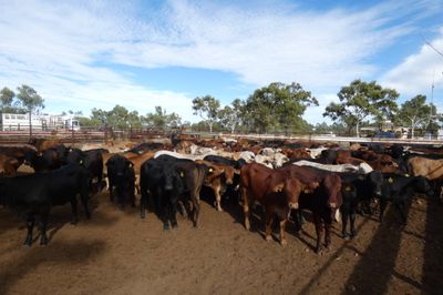 Approx. 136 (4decks) Flat back Heifers