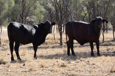 Approx. 240 No.4 Cross bred heifers