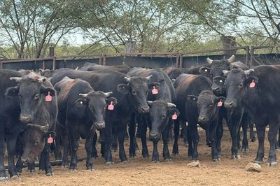 Approx. 76 Pure Bred Wagyu Steers
