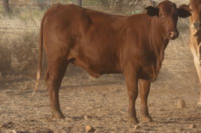 120 VGQ No.5 PTE Flat back & Brahman Heifers