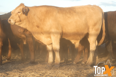 90 Vendor Bred Santa Cross Backgrounder Steers