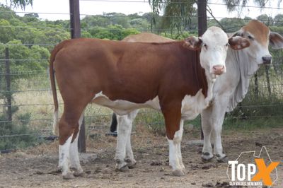 116 Vendor Bred Braford Cross Heifers