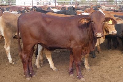 Approx. 136 (4decks) Flat back Heifers