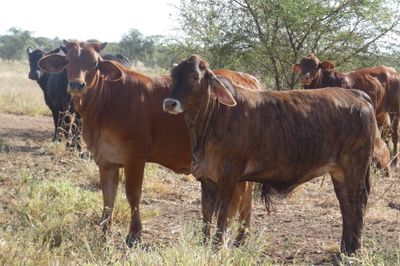 Approx. 240 No.4 Cross bred heifers