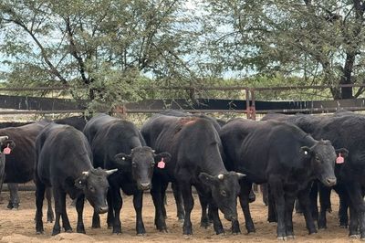 Approx. 76 Pure Bred Wagyu Steers
