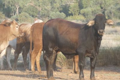 120 VGQ No.5 PTE Flat back & Brahman Heifers