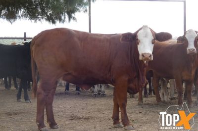 116 Vendor Bred Braford Cross Heifers