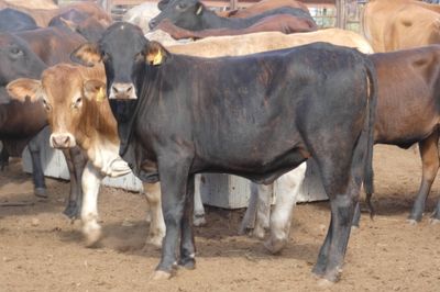 Approx. 136 (4decks) Flat back Heifers