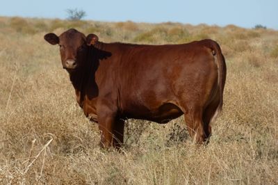 Approx. 240 No.4 Cross bred heifers
