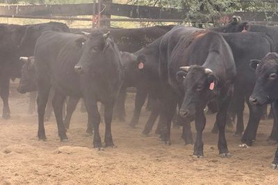 Approx. 76 Pure Bred Wagyu Steers