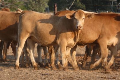 120 VGQ No.5 PTE Flat back & Brahman Heifers
