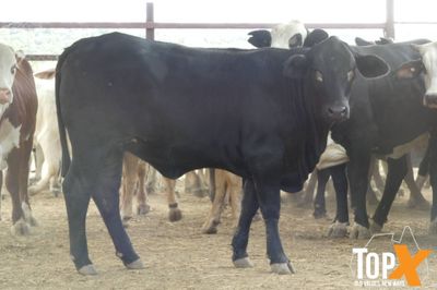 116 Vendor Bred Braford Cross Heifers