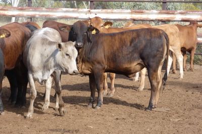 Approx. 136 (4decks) Flat back Heifers