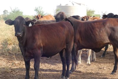 Approx. 240 No.4 Cross bred heifers