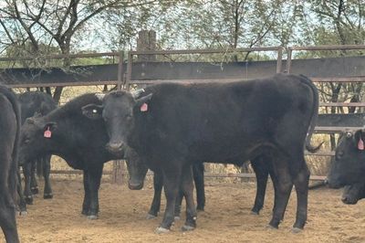 Approx. 76 Pure Bred Wagyu Steers