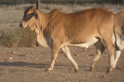 120 VGQ No.5 PTE Flat back & Brahman Heifers