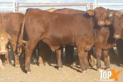 90 Vendor Bred Santa Cross Backgrounder Steers