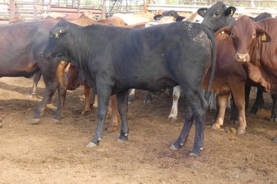 Approx. 136 (4decks) Flat back Heifers