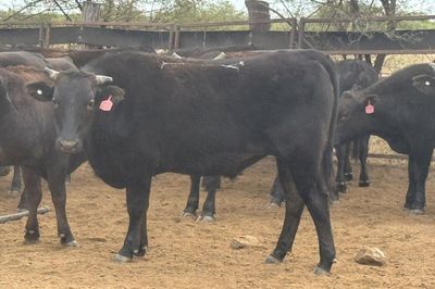 Approx. 76 Pure Bred Wagyu Steers