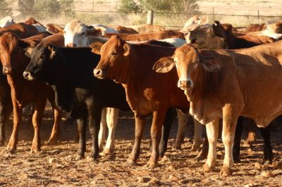 120 VGQ No.5 PTE Flat back & Brahman Heifers