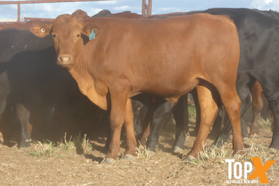 90 Vendor Bred Santa Cross Backgrounder Steers