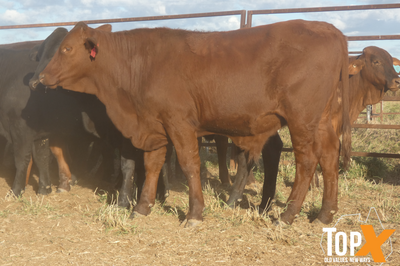 90 Vendor Bred Santa Cross Backgrounder Steers