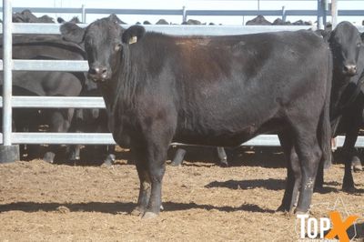 A+ 22/5 - 216 ANGUS X COWS PTIC TO ANGUS BULLS