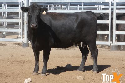 A+ 22/5 - 216 ANGUS X COWS PTIC TO ANGUS BULLS