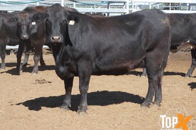 A+ 22/5 - 216 ANGUS X COWS PTIC TO ANGUS BULLS