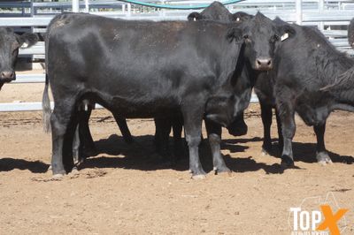 A+ 22/5 - 216 ANGUS X COWS PTIC TO ANGUS BULLS