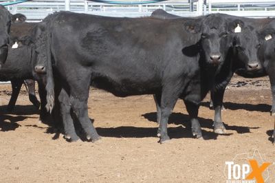 A+ 22/5 - 216 ANGUS X COWS PTIC TO ANGUS BULLS