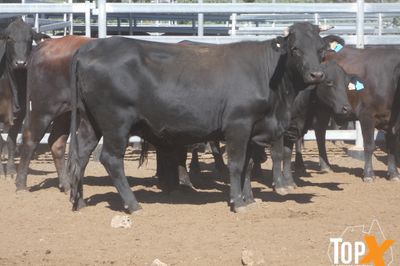 A+ 22/5 - 216 ANGUS X COWS PTIC TO ANGUS BULLS